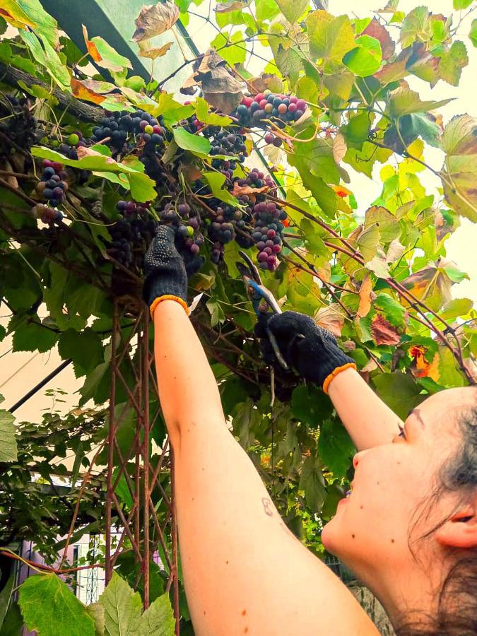 Vina Apartman Villa Elisa  Kültér fotó